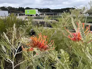 Solar panels at Southern Plants nursery