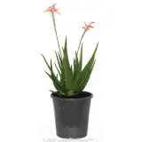 Aloe MIGHTY Collection - Primary