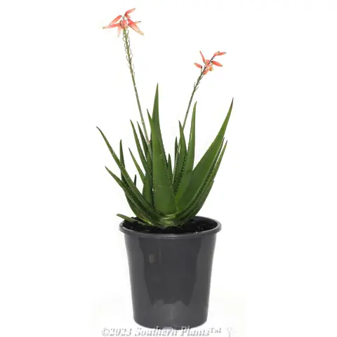 Aloe MIGHTY Collection