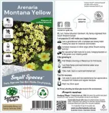 Yellow Mountain Sandwort - Primary