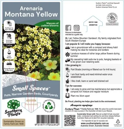Yellow Mountain Sandwort