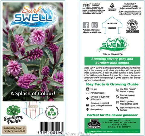 Hebe Surf™ Swell
