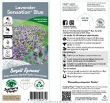 Lavender Sensationš Blue - Primary