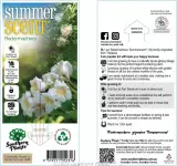 Radermachera ‘Summerscent®’ - Primary