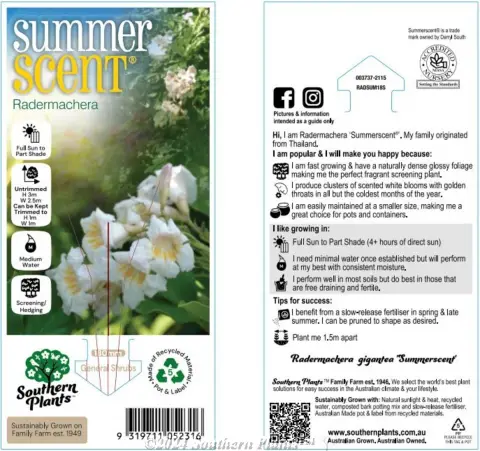 Radermachera ‘Summerscent®’