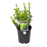 Dwarf spindle bush Tom Thumb - Plant photo