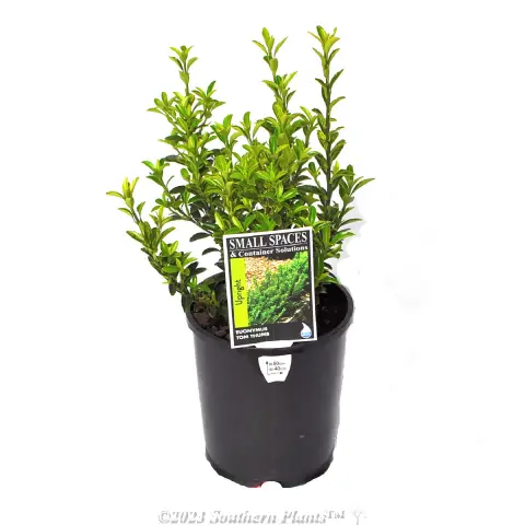 Dwarf spindle bush Tom Thumb