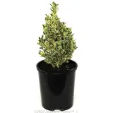 Silver Pillar Spindle Bush - Primary