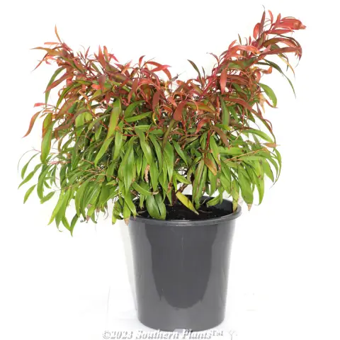 Dwarf Willow Myrtle