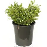 Confetti bush - Primary