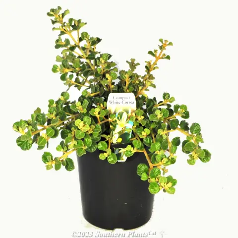 Correa alba prostrate