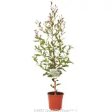 Willow leaved Hakea - Primary