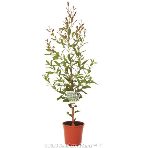 Willow leaved Hakea