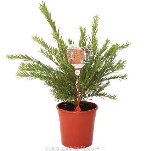 Dawson River Weeper Bottlebrush