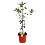 Native Frangipani - Plant photo