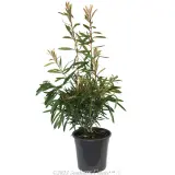 Bottlebrush Pink Champagne - Plant photo