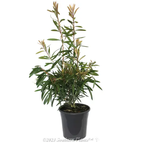 Bottlebrush Pink Champagne
