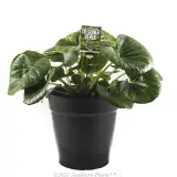 Tractor Seat Plant - Primary