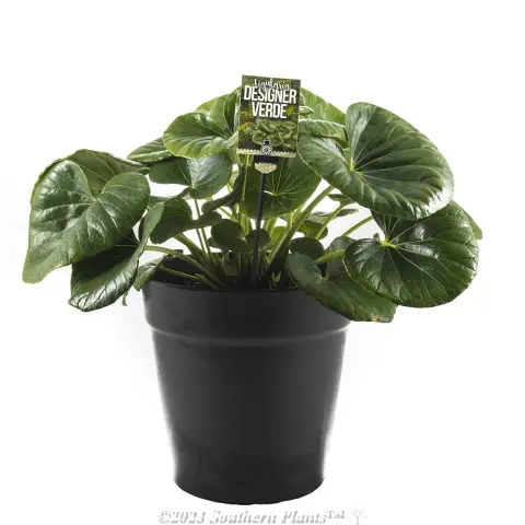 Tractor Seat Plant