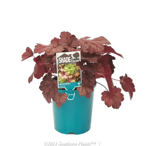 Coral Bells