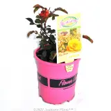 Rose Flower Carpet Amber - Plant photo