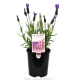 Italian Lavender - Plant photo