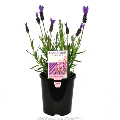 Italian Lavender