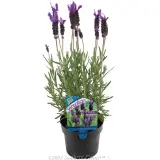 Lavender Sensation™ Purple - Product photo