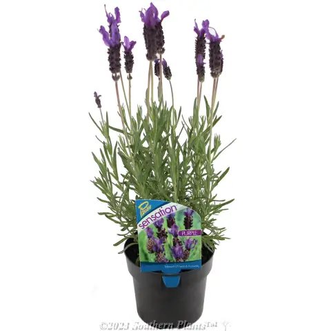 Lavender Sensation™ Purple