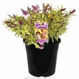 Hebe Orphan Annie - Product photo