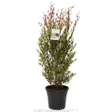 Lilly Pilly Forest Flame - Primary