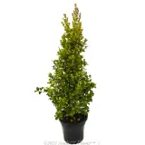 Syzygium Red Cliffs - Primary