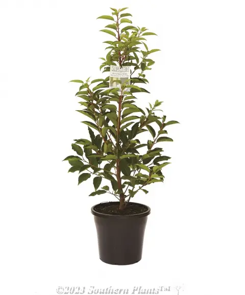 Portuguese laurel