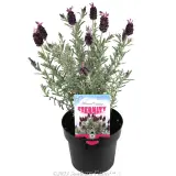 Lavender Silver Lining Eternity - Primary