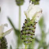 Javelin White Lavender - Primary