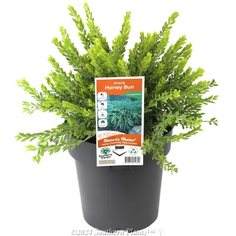 Dwarf Sticky Wattle