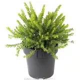 Dwarf Sticky Wattle - Alternate photo