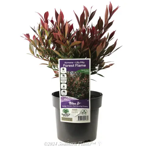 Lilly Pilly Forest Flame