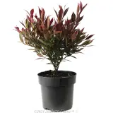 Lilly Pilly Forest Flame - Alternate photo