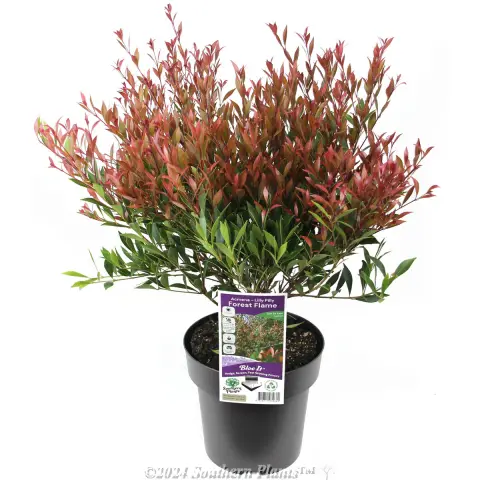 Lilly Pilly Forest Flame