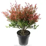 Lilly Pilly Forest Flame - Alternate photo
