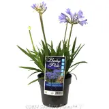 Agapanthus Baby Pete - Plant photo