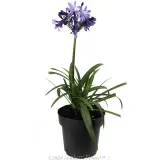 Agapanthus Buccaneer™ - Alternate photo
