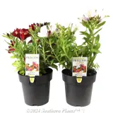 Little Miss™ Alstroemeria - Plant photo