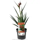 Bush Blitz Kangaroo Paw - Plant photo
