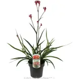 Bush Crystal Kangaroo Paw - Plant photo
