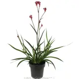 Bush Crystal Kangaroo Paw - Alternate photo