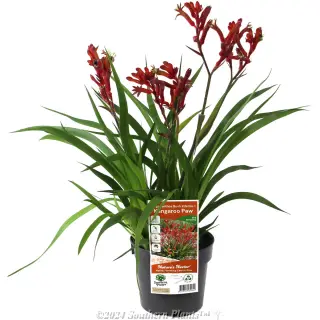 Anigozanthos 'Bush Inferno' — Potted plant