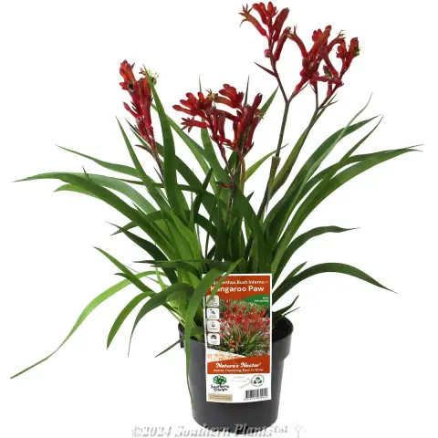 Bush Inferno Kangaroo Paw