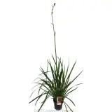 Landscape Tangerine  Kangaroo Paw - Plant photo
